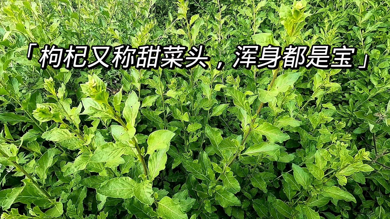 枸杞芽(枸杞的嫩梢)_搜狗百科