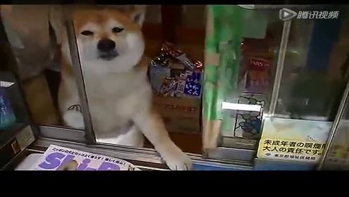 柴犬卖货 腾讯视频