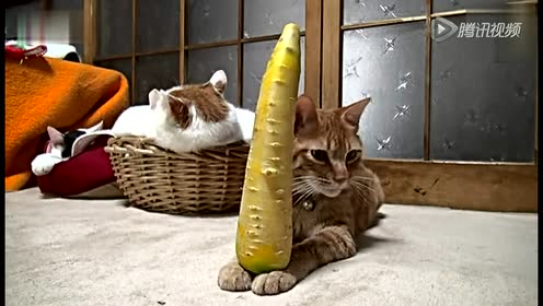 茶色猫叔 腾讯视频