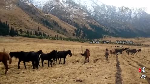 黄金草原 腾讯视频