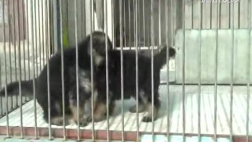 兄弟犬业 腾讯视频