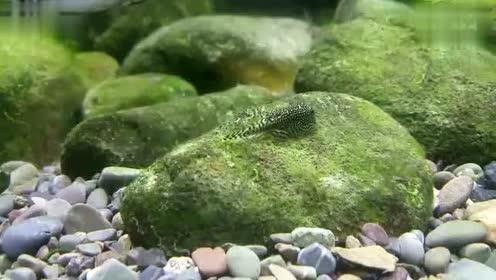 思凡吸鳅 高清进食状态