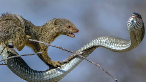 实拍眼镜蛇与獴大战,蛇天生的克星!