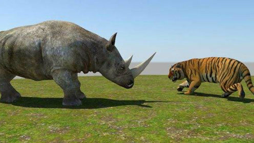 老虎单挑一头2000公斤犀牛,绝对难得一见的场面!