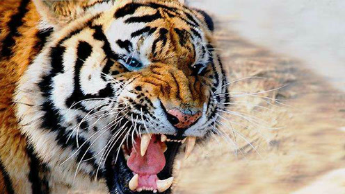 许多人都不知道,电视电影里的狮吼其实是虎啸!