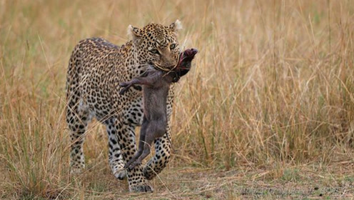 动物世界最疯狂的狮子豹子捕猎视频,这是我见过死得最惨的豹子!