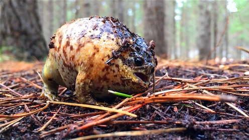 蛙命关天,快看看这只大肚尖叫的蛙崽子!