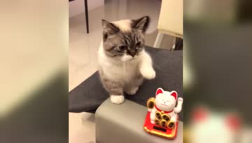 真实版招财猫