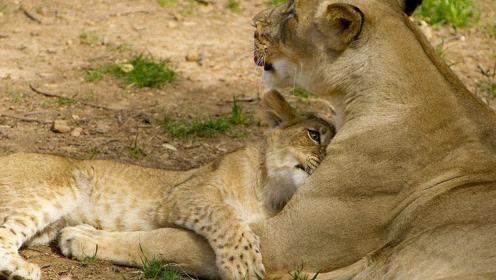 狮子一家亲 母狮带孩子雄狮在休息