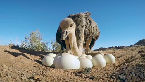 母鸵鸟下蛋,公鸵鸟认真保护母子,为防狼煞费苦心!