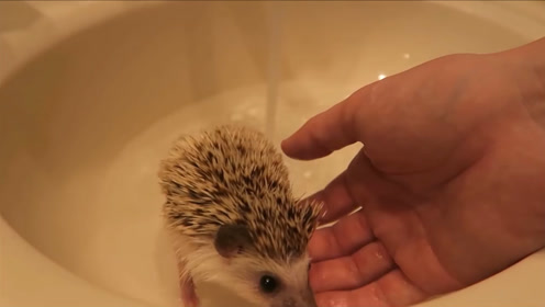 主人给刺猬洗澡,小小只简直太可爱了,心都被萌化了
