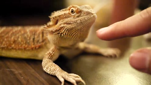 0:00:39时 间:2018-08-16简 介:鬃狮蜥生气的样子好可爱!