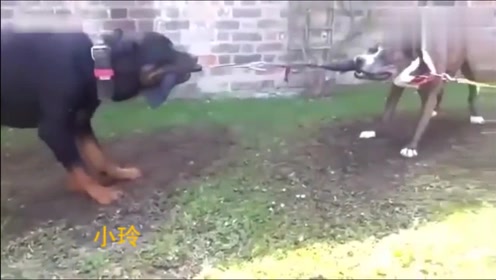 比特犬的体力对抗 腾讯视频