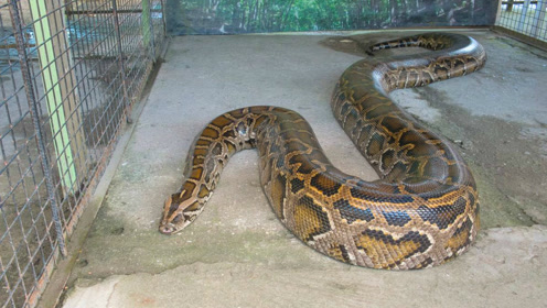 长达10米的史前巨蟒,食物是大象远亲