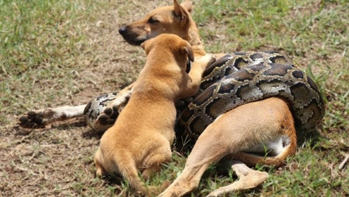 大狗被蟒蛇缠住无力挣脱,小狗疯狂撕咬蟒蛇身子,镜头拍下全过程!