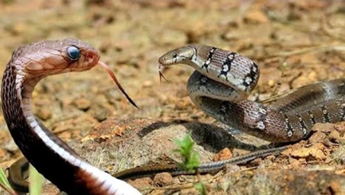 眼镜王蛇狩猎大战,最惊人的野生动物战斗时刻!