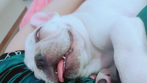露舌头翻白眼睡觉的斗牛犬,超搞笑