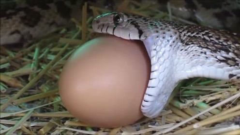 看完蟒蛇吞食鸡蛋的过程,终于明白了蛇心不足能吞象的道理