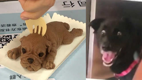 沙皮狗 腾讯视频