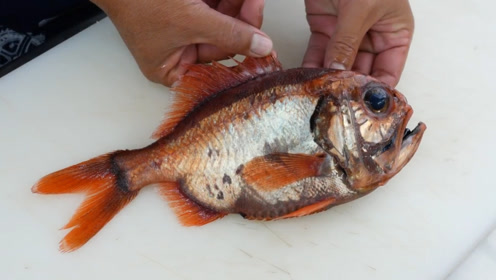 深海刚钓的皮刀鱼,可不能浪费了,出海后正好补充下体力!