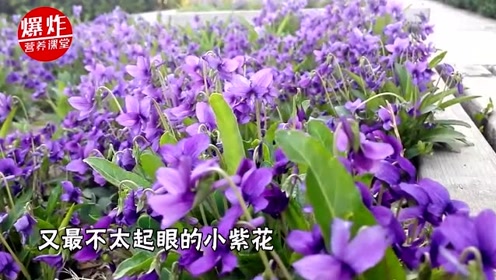 紫花油 腾讯视频