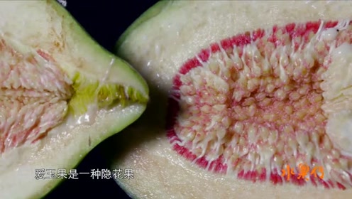 水果传:爱玉果是一种隐花果,里面整齐排列的小颗粒才是真正的果实