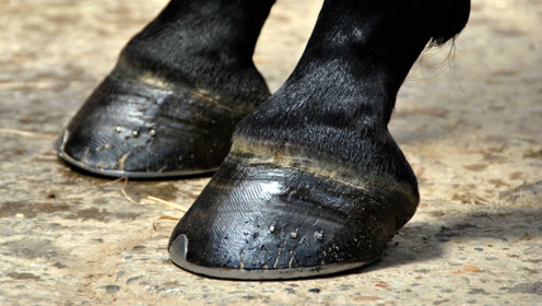 马掌有什么作用,马蹄如果不钉马掌,后果有多严重?