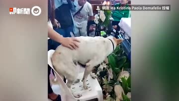 超感人短片：老朋友去世，忠心狗狗坚守棺材旁不肯走