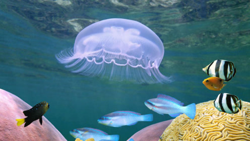 实拍游客浮潜时吹了个泡泡 水母被卷入其中疯狂转圈圈停不下来