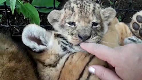奶凶奶凶的小狮子,被饲养员吵到睡觉,小嘴巴嘶哈嘶哈吓唬人