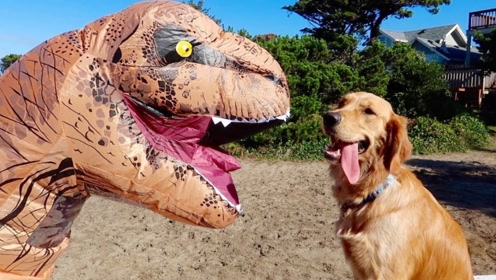 主人扮成恐龙测试金毛,却被金毛追的嗷嗷跑,这智商我也是服了