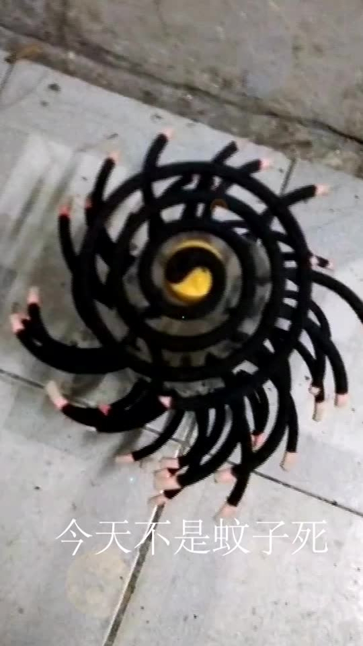 我就不信这么多的蚊香还治不了你了!今天不是蚊子死就是我死