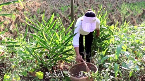 摘月山留山 腾讯视频