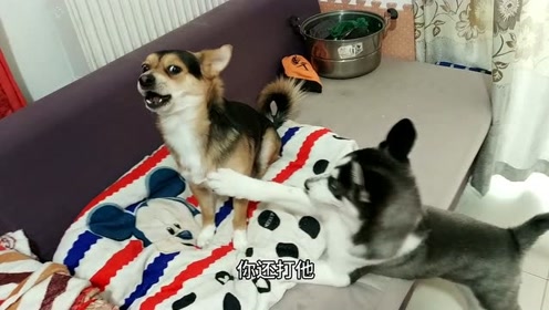 铲屎官闲着无聊,把自己的高跟鞋穿在了二哈的脚上