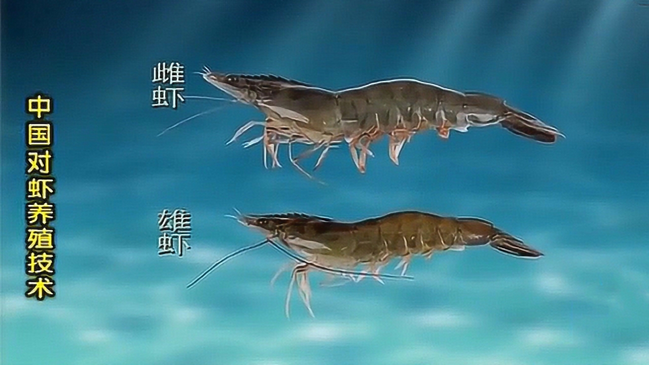 中国对虾雌雄异体,通常雌虾个体更大,因体色偏青又被称青虾