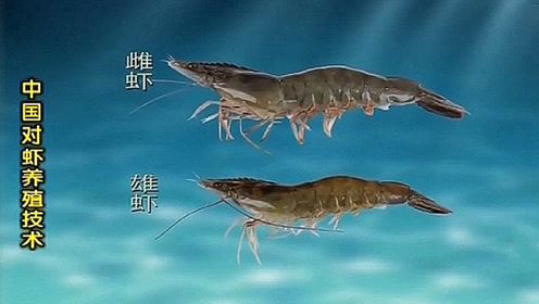 雌雄异体 腾讯视频