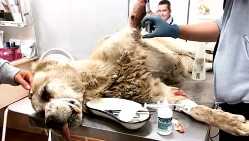 蛆虫治疗法 腾讯视频