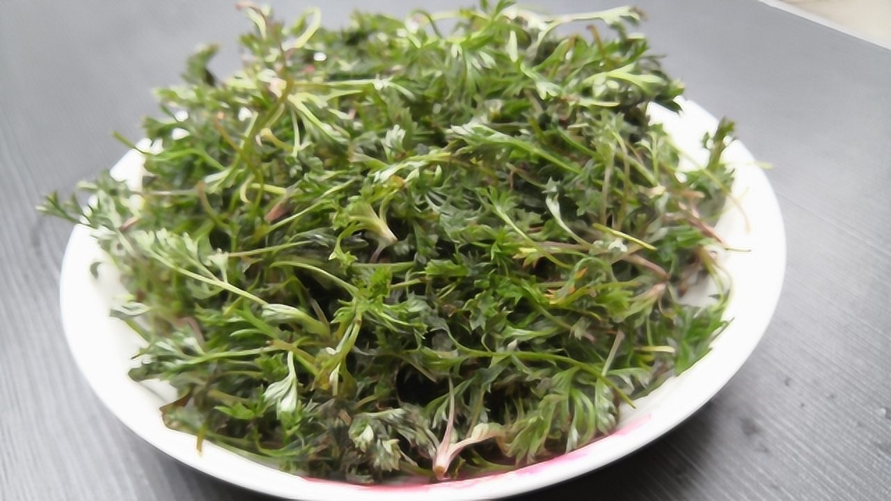 三月茵陈四月蒿"养肝第一药"!这样做着吃真香!