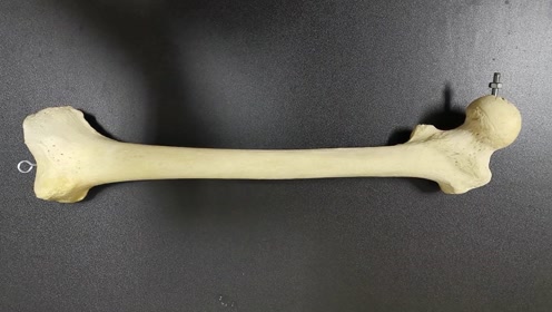 解剖子宫动脉 腾讯视频