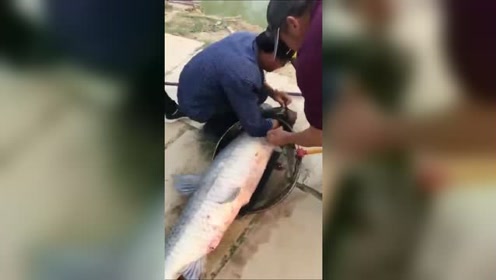 这特么是钓中多大的鱼，三个人都扛不住