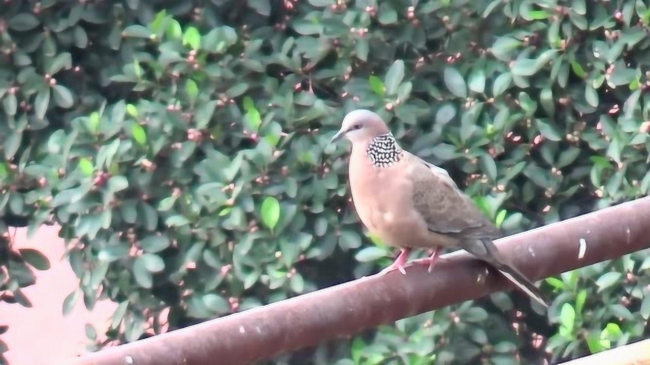 珠颈斑鸠 鸠鸽科珠颈斑鸠属鸟类 搜狗百科