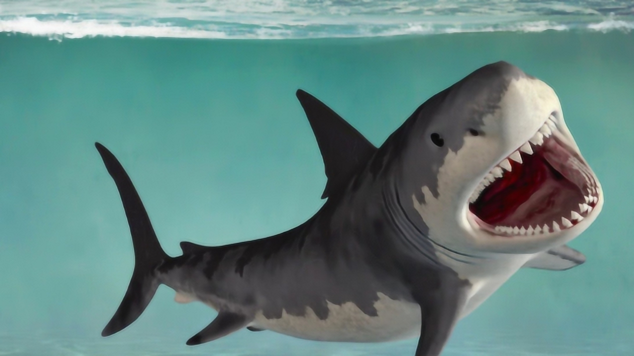 我们从未看过鲨鱼吃海豚的场景,是鲨鱼不想吃吗?事实并非如此