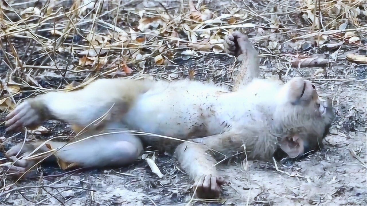 猴子被高压电电倒,小哥发现后直接埋起猴子,猴子瞬间就恢复了