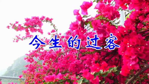 这一首催泪情歌今生的过客虽错过但爱过就是一生一世
