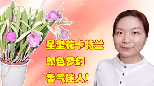 星形花 腾讯视频