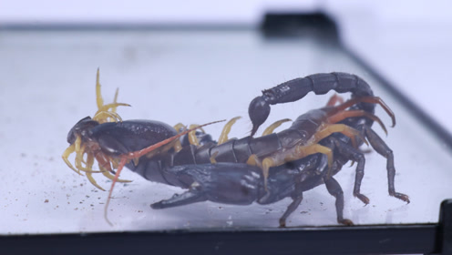 蝎子大战蜈蚣 腾讯网