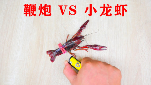 都知道小龙虾的壳是非常硬的,那么把小擦炮粘在小龙虾的身上会怎样呢?