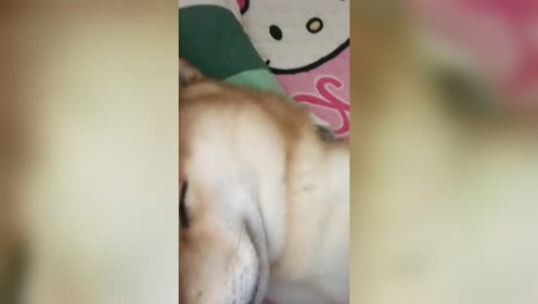 仔细听它在打呼噜 腾讯视频