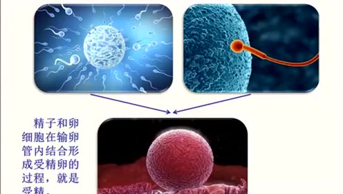 七年级生物下册第一章 人的由来2.人的生殖