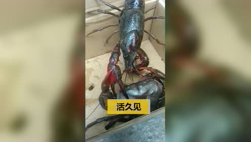 螃蟹和龙虾打架,你猜谁能打过谁